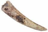Fossil Pterosaur (Siroccopteryx) Tooth - Morocco #216983-1